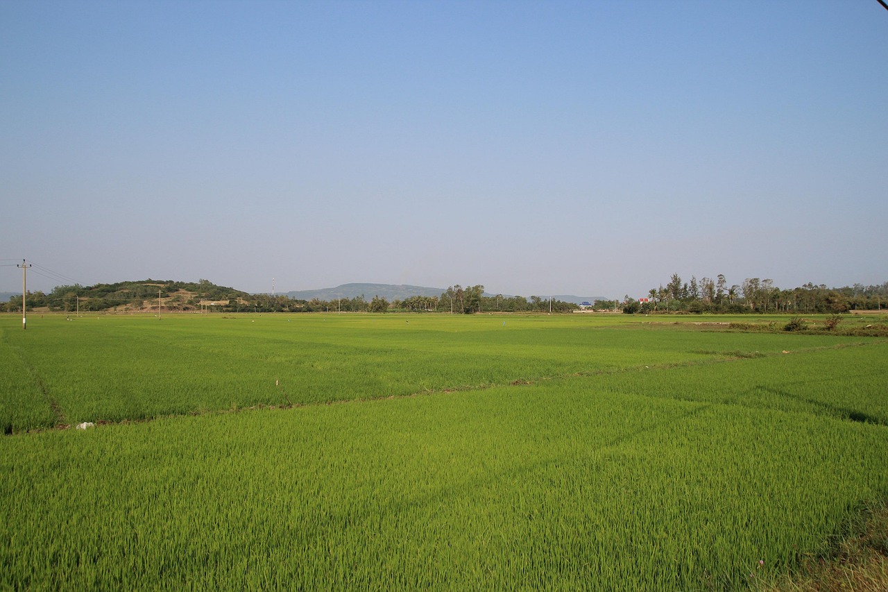 200+ Free ベトナム 水田 & Paddy Images - Pixabay