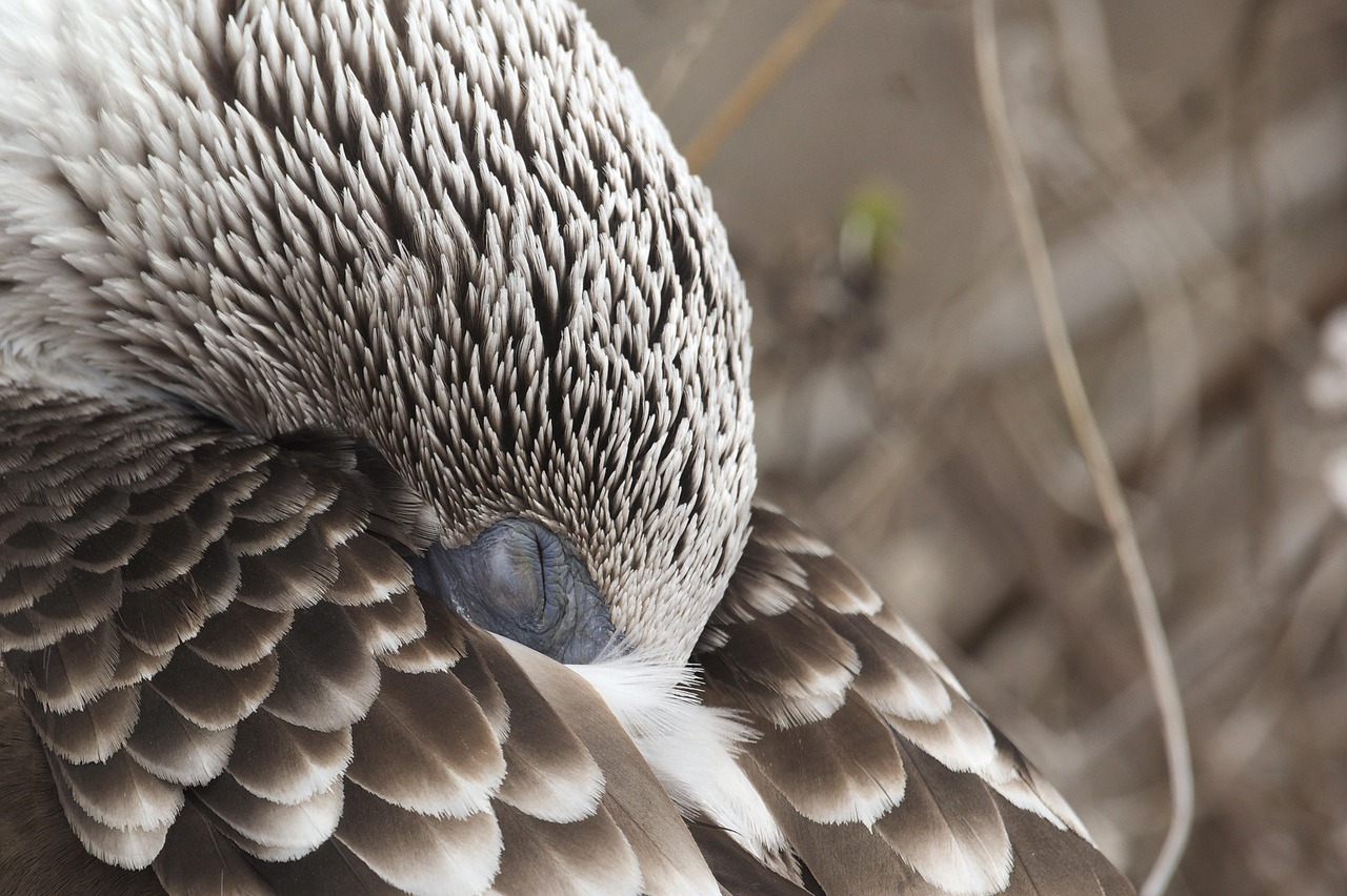Nature Blue Booby - Free photo on Pixabay - Pixabay