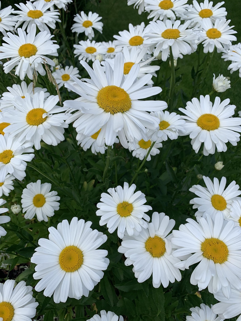 Robe Fille Cherokee Taille 7 - Blanche à Fleurs Marguerites Jaunes, Col En V