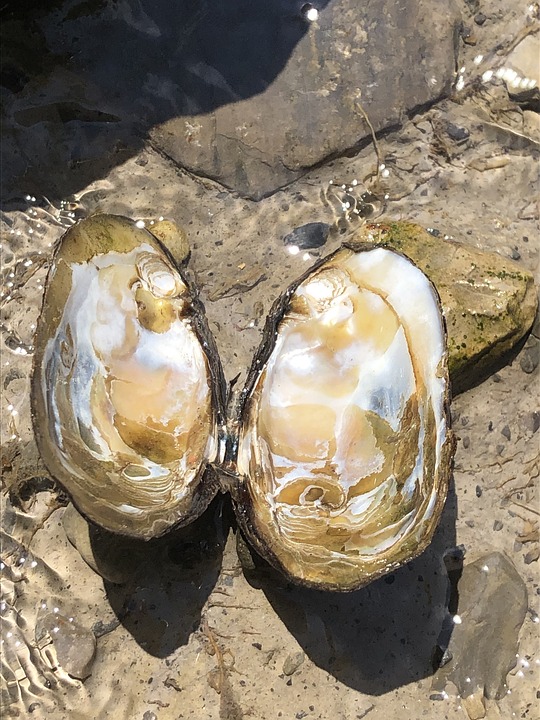 Clam Open Free photo on Pixabay Pixabay