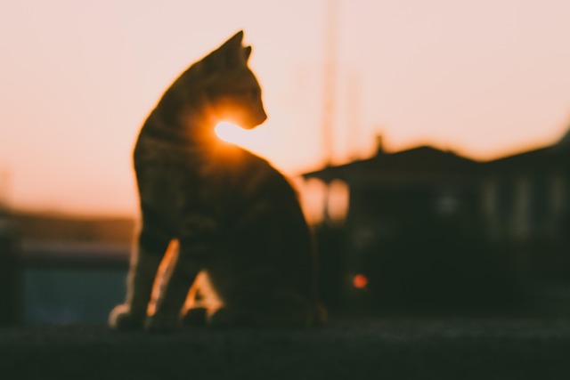 Free Cat Sun photo and picture