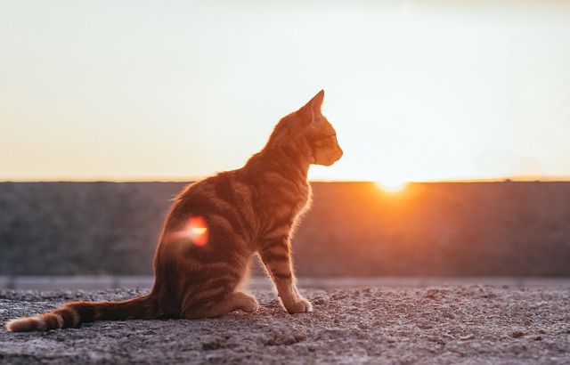 Free Cat Sunset photo and picture Free Cat Sunset photo and picture