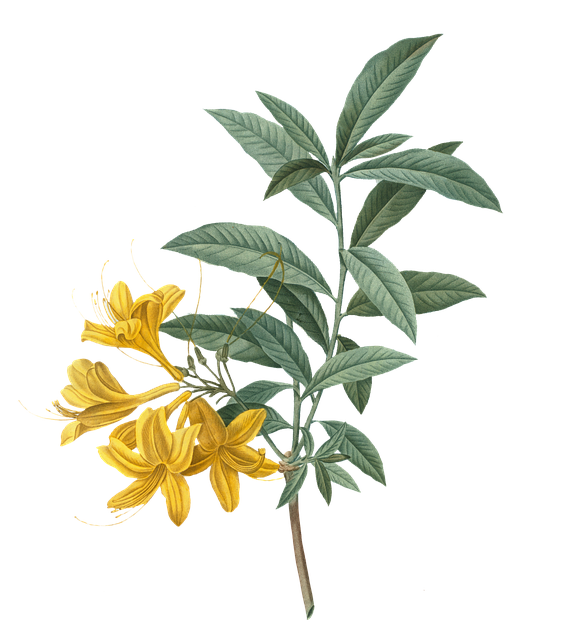 Download free HD stock image of Flowers Yellow Free flowers yellow bloom illustration