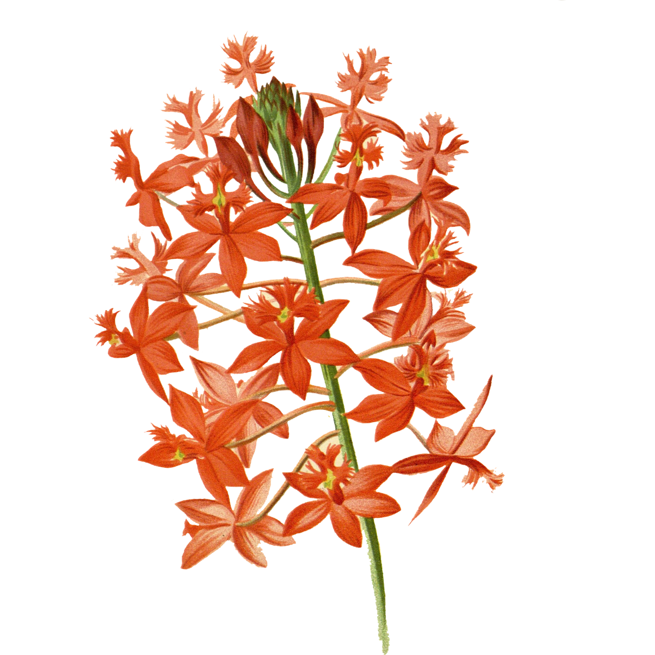 Orange Purple Flower Background