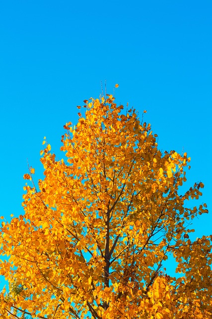 Free Tree Orange photo and picture