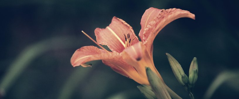 Filmisk, Blomst, Lilje, Smukke Blomster