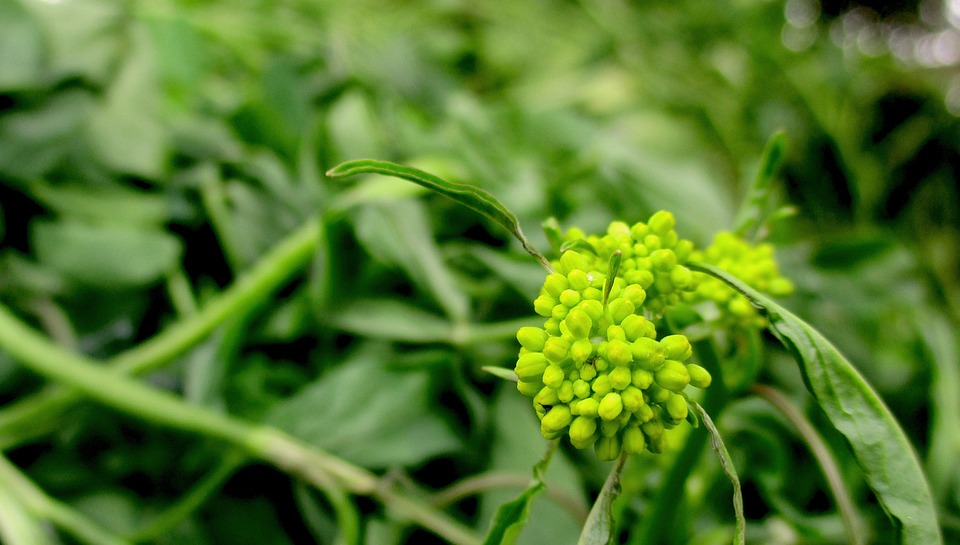 Plantes Moutarde Fleur - Photo gratuite sur Pixabay
