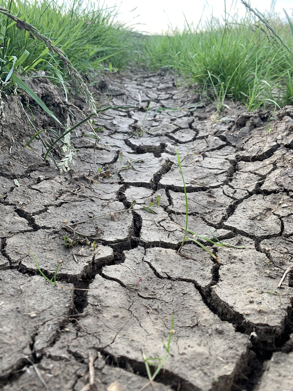 Curated visual reference: Picture Idea: Field Dry Grain Free Photo On Pixabay
