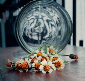 Margaridas, Selvagem, Flores