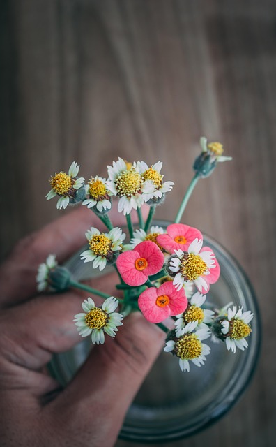 Margaridas, Selvagem, Flores