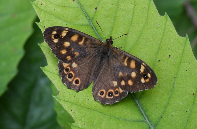 Butterfly Ali Insect - Free photo on Pixabay - Pixabay