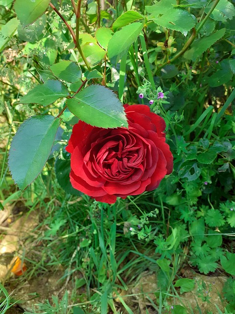 Free Red Rose Red photo and picture