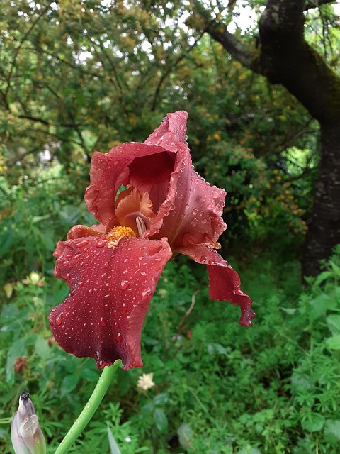Free Iris Purple photo and picture