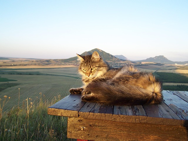 Free Cat Nature photo and picture