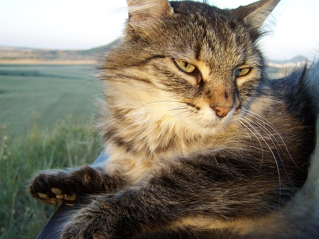Free Cat Beautiful photo and picture