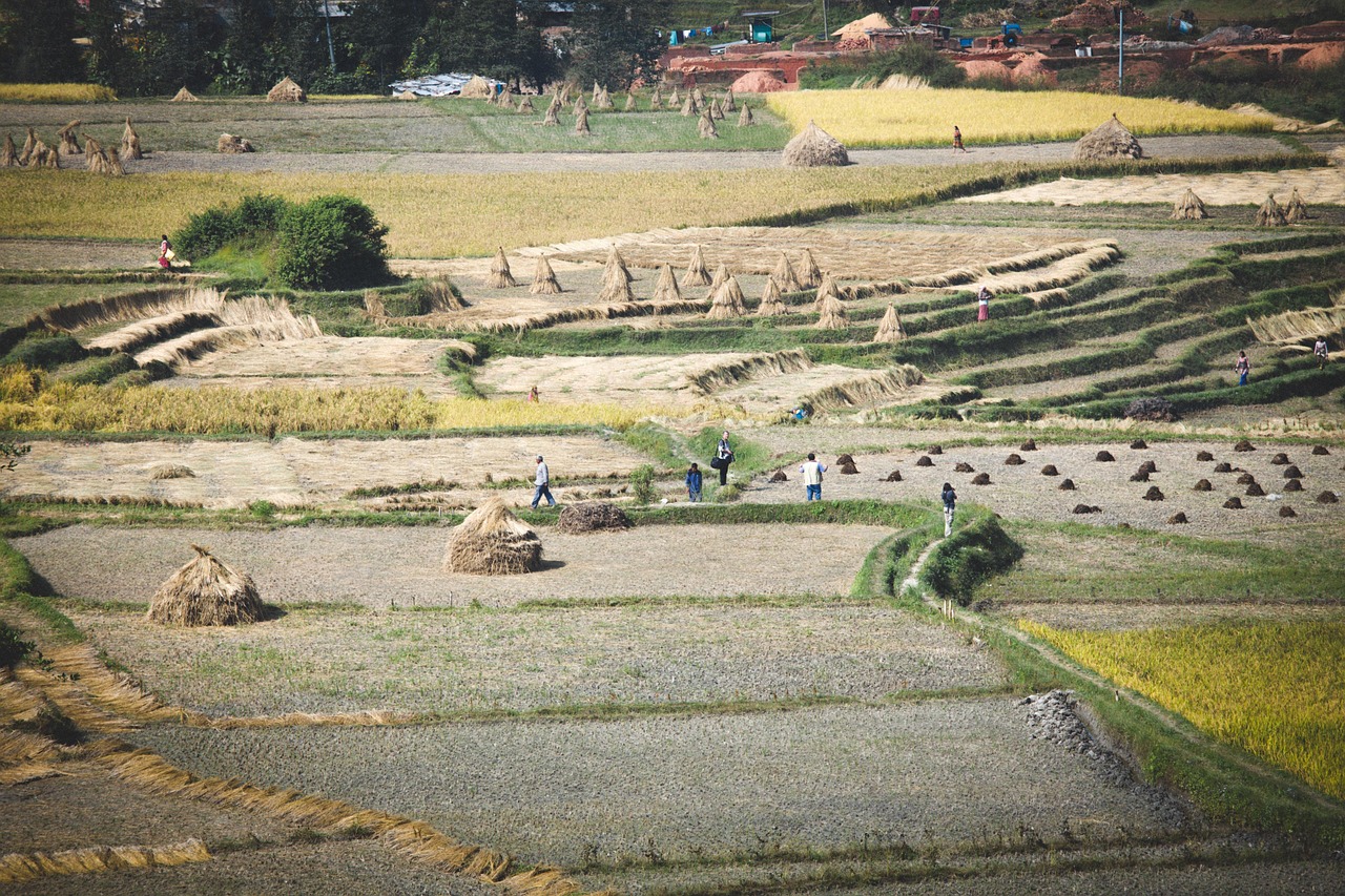 Field - free online jigsaw puzzle photo