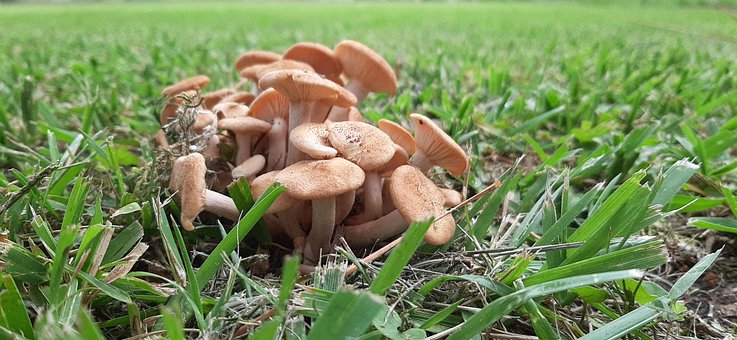 Free Wild City photo and picture