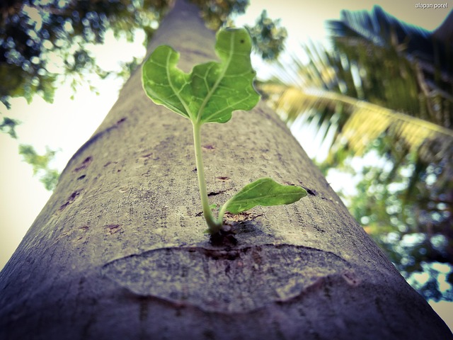 Plant Papaya Tree - Free photo on Pixabay