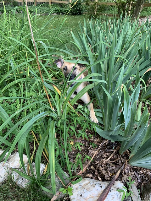 Free Dog Animal photo and picture
