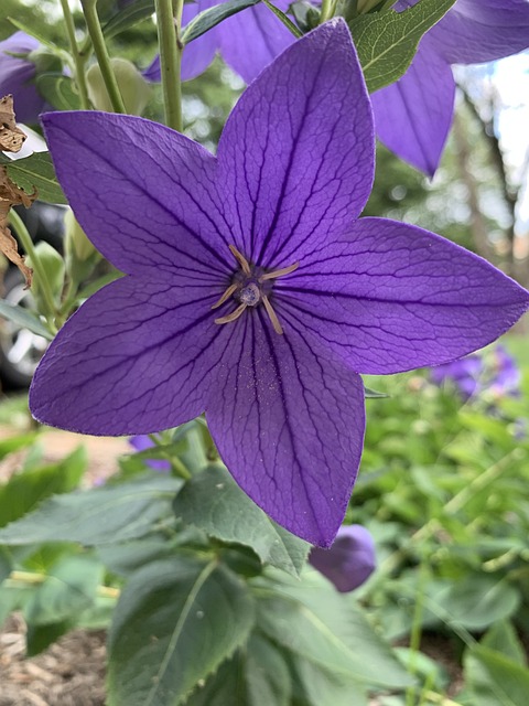 Free Purple Flower photo and picture