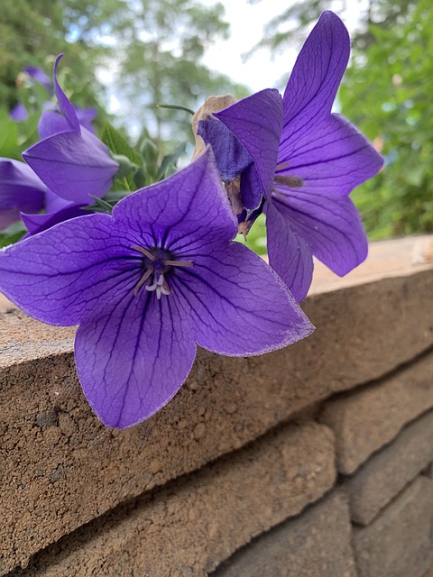 Free Purple Flower photo and picture