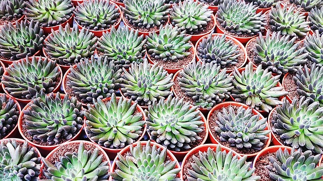 Free Cactus Succulents photo and picture