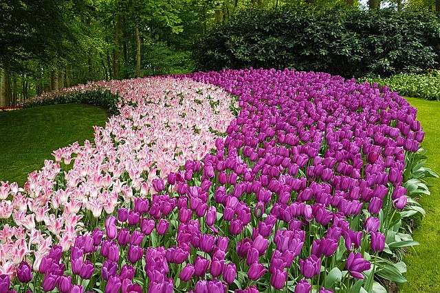 Free Tulips Amsterdam photo and picture