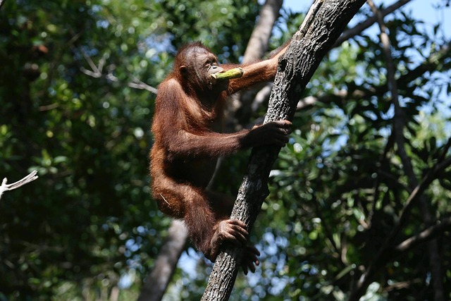 Free Orangutan Ape photo and picture
