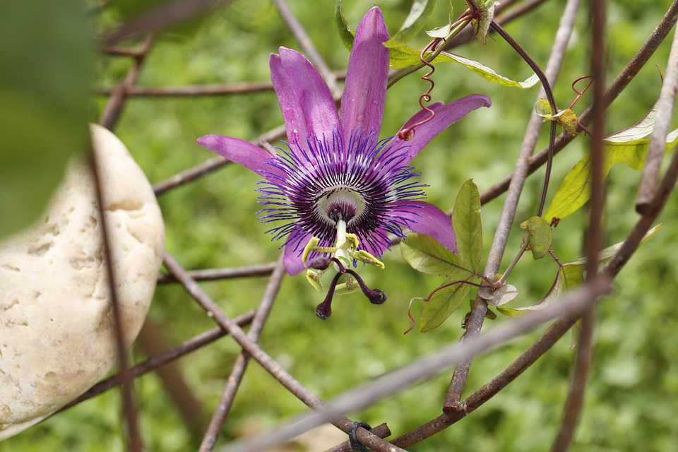情熱の花 花 トケイソウ Pixabayの無料写真