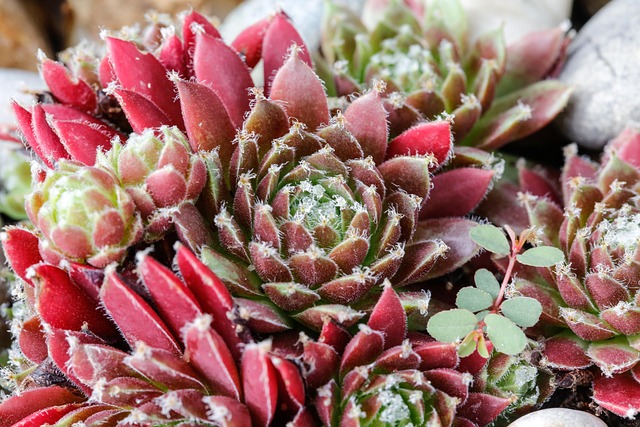 Free Fat Chicken Plant photo and picture