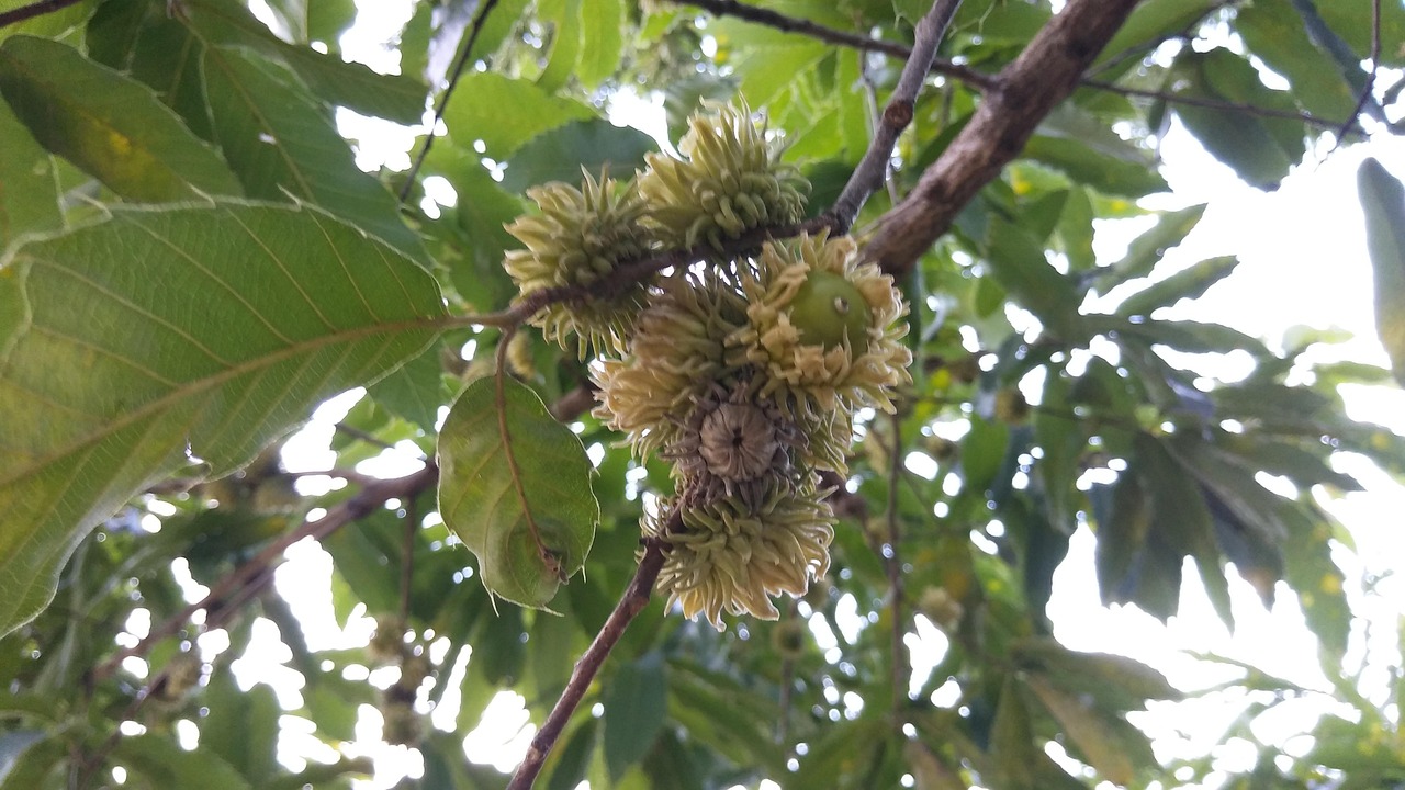 Acorn 団栗 Nuts - Free photo on Pixabay - Pixabay