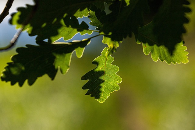 Eiche, Blatt, Schatten, Grün
