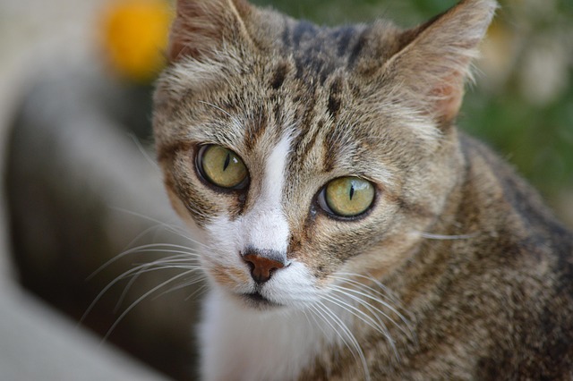 猫 肖像 眼睛 - Pixabay上的免费照片 - Pixabay