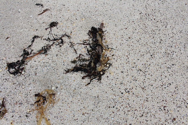 Free Seaweed Beach photo and picture