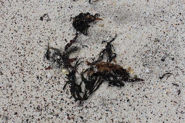 Free Seaweed Sand photo and picture