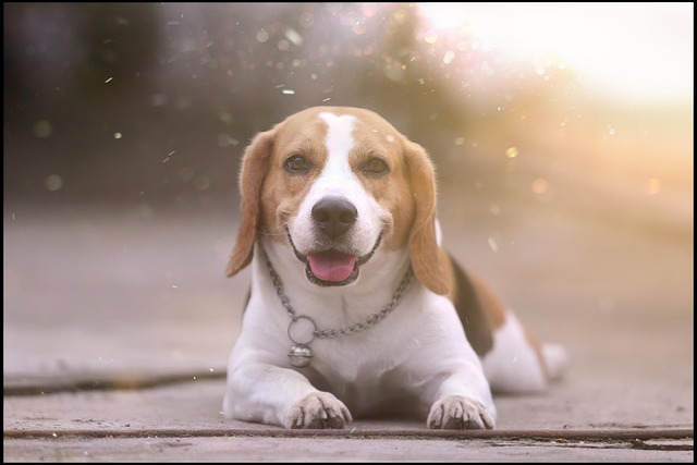 Free Beagle Dog photo and picture