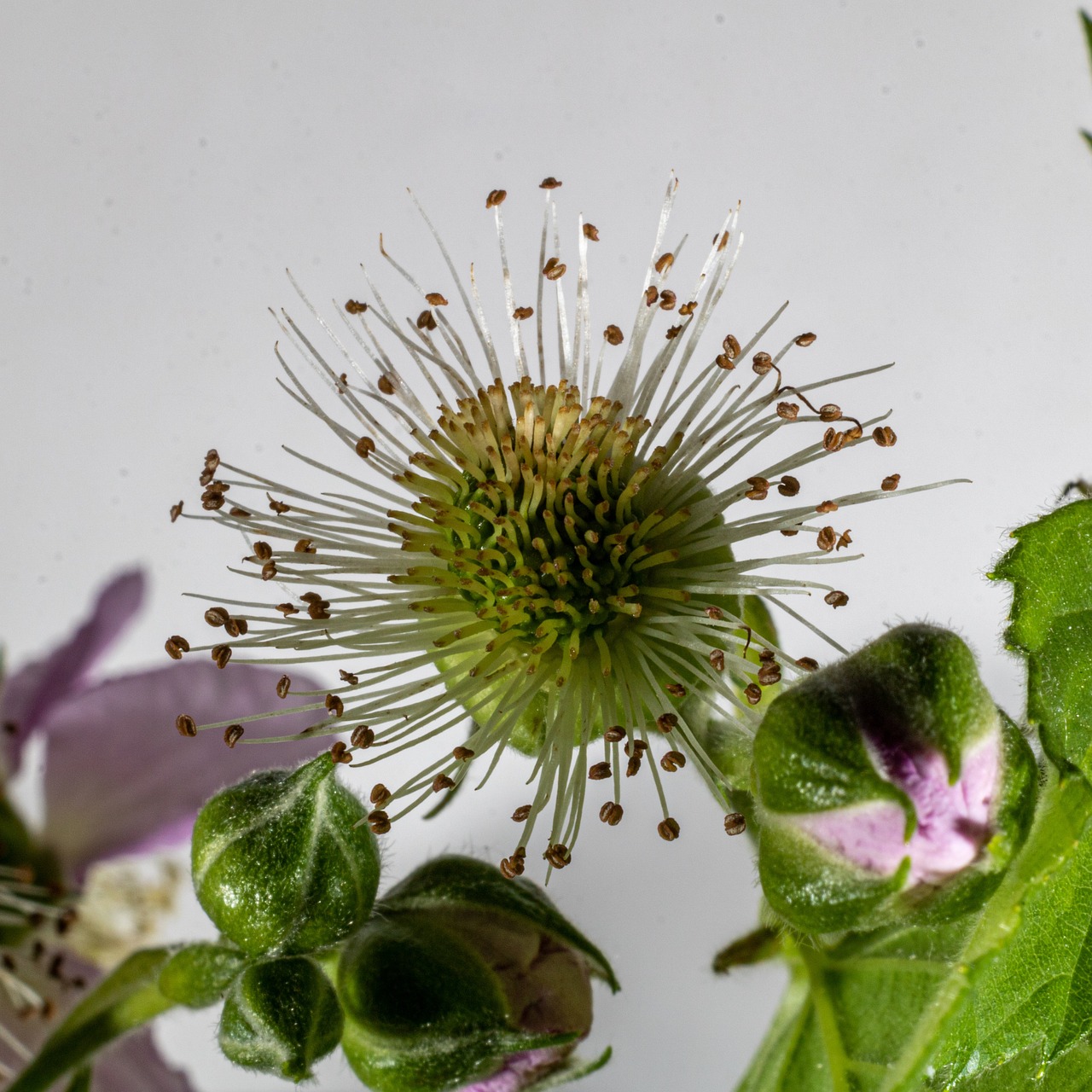 Free Rubus Rubus Plicatus Blackberry Flower - Free photo on Pixabay - Pixabay