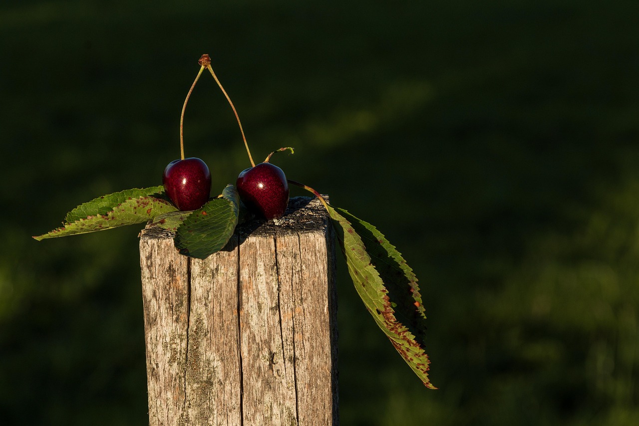 Cherries - free online jigsaw puzzle photo