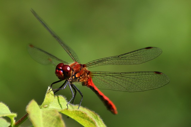 dragon-fly, blood-red heather dragonfly, insect, animal, flying insect, wing, nature, sailing dragonfly, head, to sit, persevere, wait, macro, close up, protection of species, natural reserve