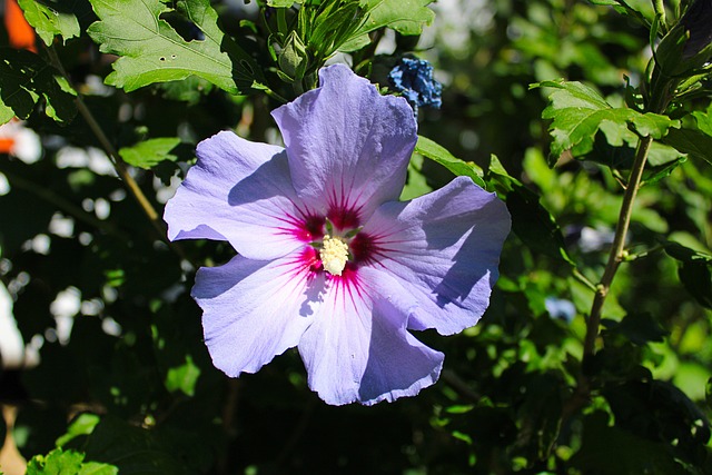 Free Nature Garden photo and picture