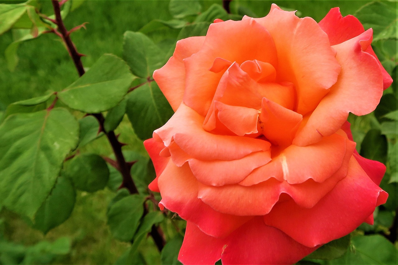 Flower R0se Rose Nature Herb - Free photo on Pixabay