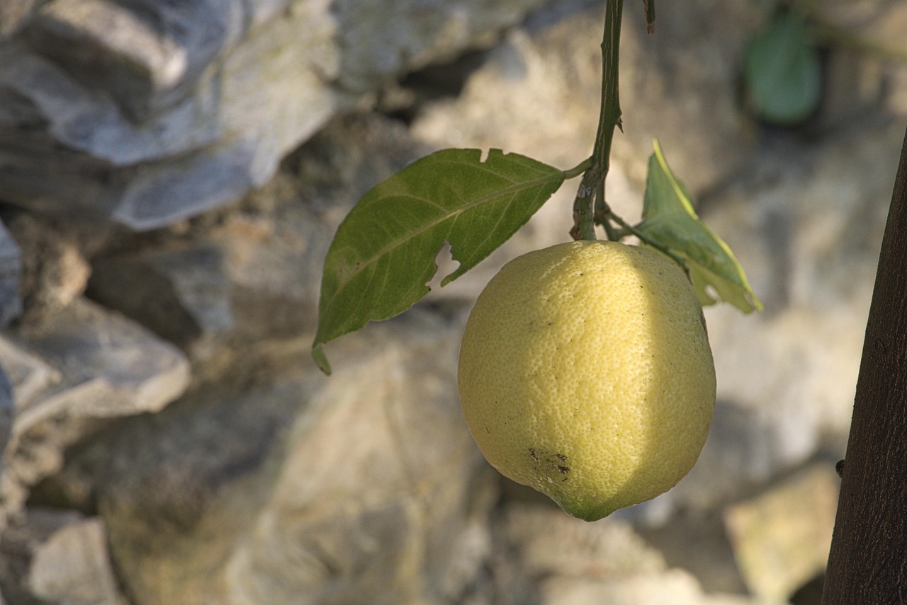 Limón Planta Sale De - Foto gratis en Pixabay - Pixabay