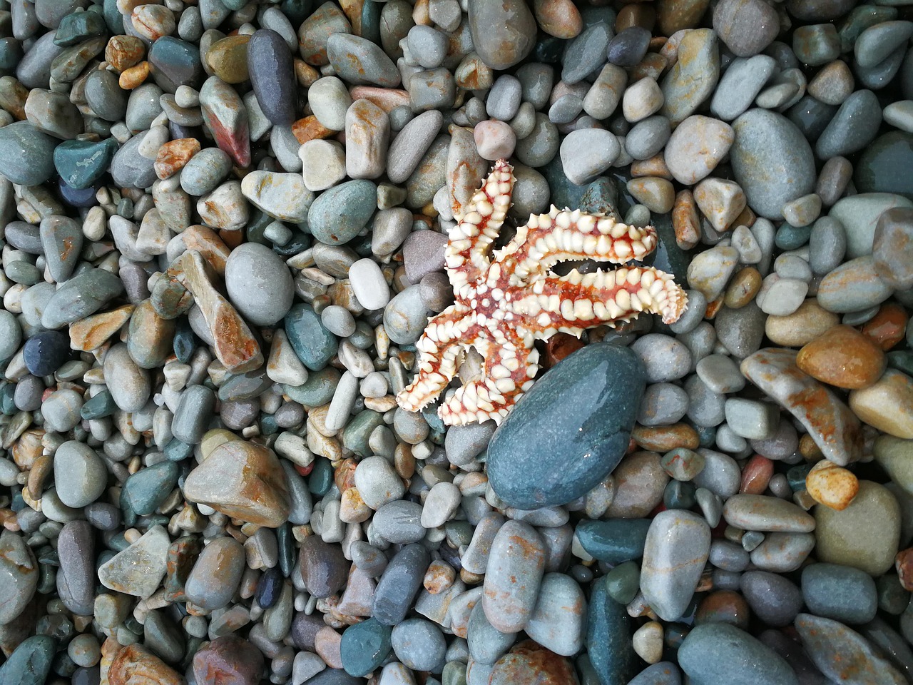 Estrella De Mar Piedras Playa Ilmainen valokuva Pixabayssa Pixabay