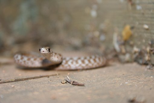 Free Snake Brown photo and picture