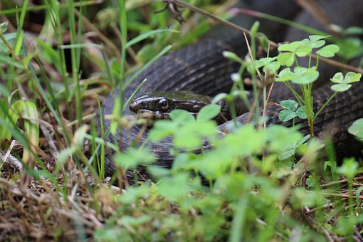 Free Snake Reptile photo and picture