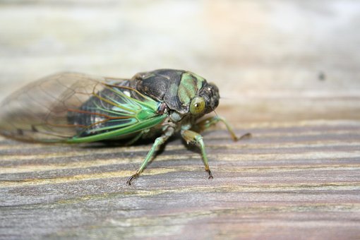 Free Cicada Wings photo and picture