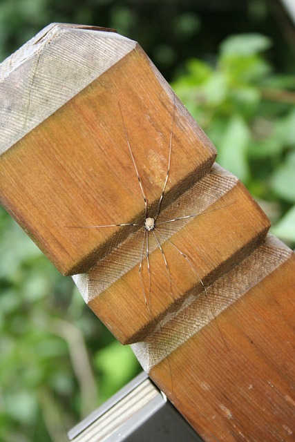 Free Spider Brown photo and picture