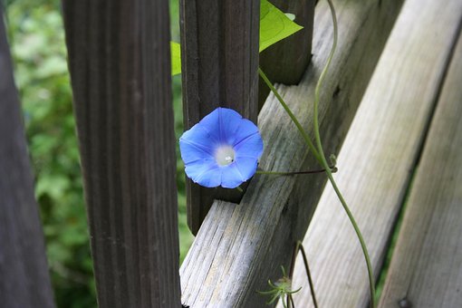 Free Flower Morning Glory photo and picture