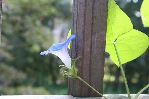 Free Morning Glory Flower photo and picture