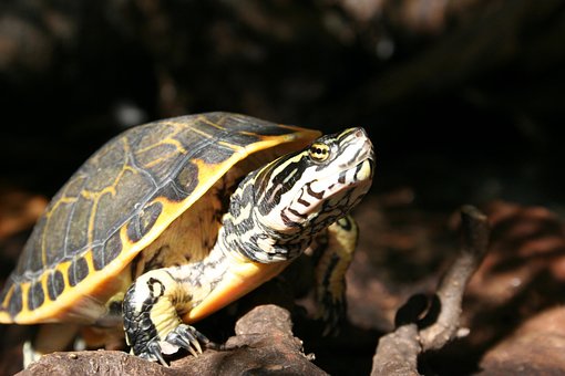 Free Turtle Painted photo and picture